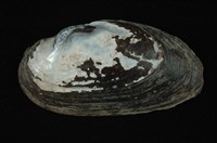 藏品(石蚌)的圖片